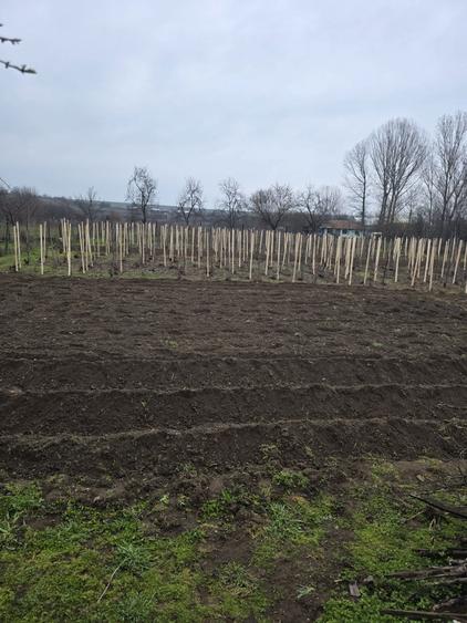 Vand casa cu teren - 5