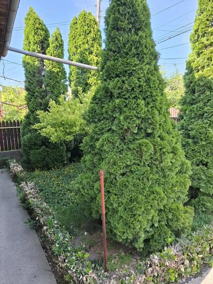 Casa de vanzare municipiul Oltenita judet Calarasi - 3