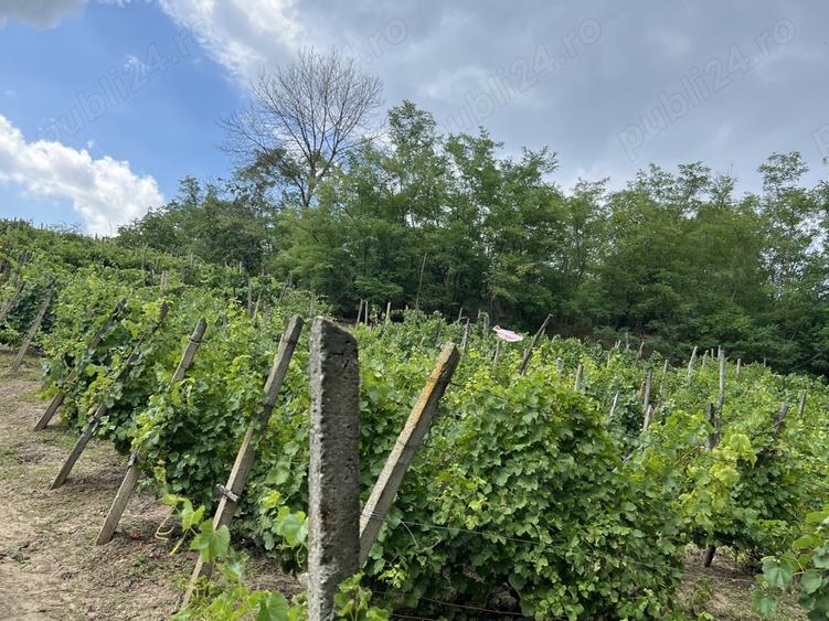 Vand Casa in sat Plopi com. Bunesti-Averesti - 4