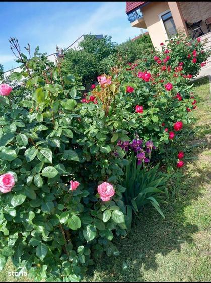 Vand casa pe str Fericirii Pantelimon - zona Lebada - 2