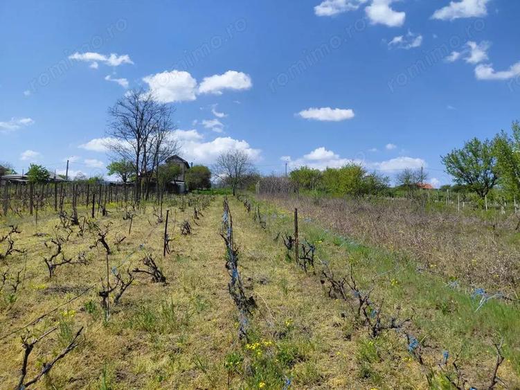 Teren intravilan 3.250 mp in File?ti Ideal pentru casa sau investi?ie! - 5