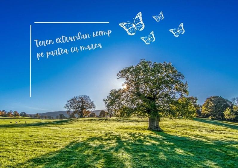 Teren in 23 AUGUST- 600 mp- pe partea cu mare - 5