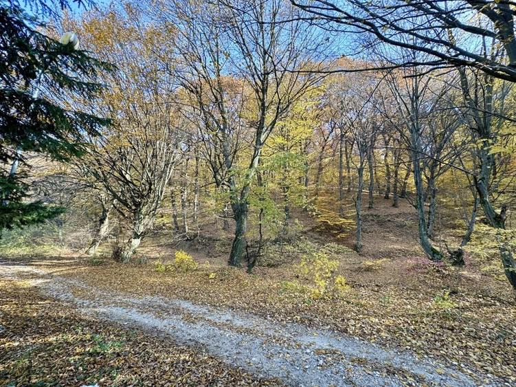 Vilă individuală de v&acirc;nzare &icirc;n R&acirc;șnov, Zona Primăverii | Natură și Confort - 9