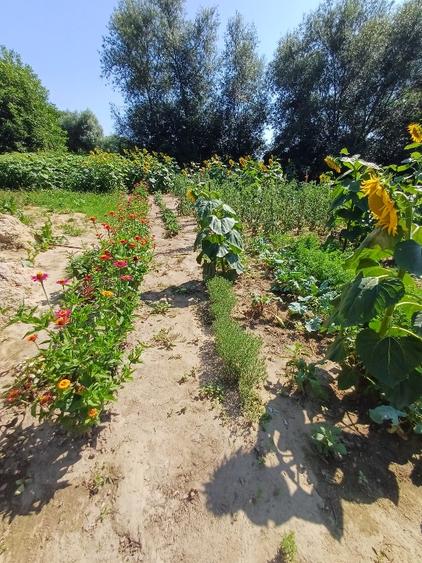 Teren pentru casa si gradina - 9