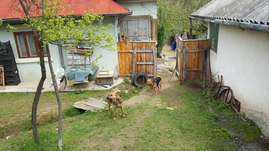 Vand gospodarie taraneasca teren Com Danicei Sat Ciresu 7300mp la 18.000euro - 1