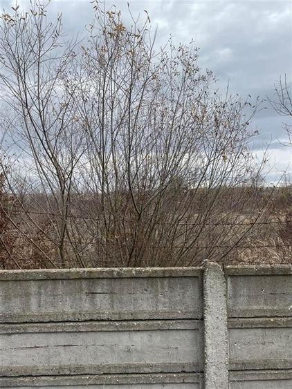 RECO vindem teren intravilan in Suncuius - 2