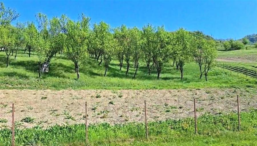 Teren Construcții intravilan de 1900 mp, în Iclozel