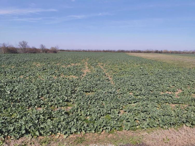 Teren de vanzare Piscu-Ciolpani 7000mp - 4