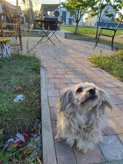 casa vila 3 camere de inchiriat - 4