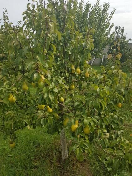 Petresti - Corbeanca 4648 mp intravilan desch. 33 m, utilitati, acces asfaltat - 9