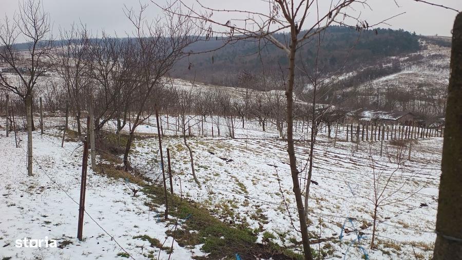 Teren intravilan 704 mp, acces asfaltat, priveliste Padurea Breazu - 9