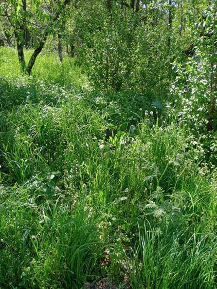 Viile Satu Mare teren inravilan de vanzare / Szatmarhegy, elado telek - 3