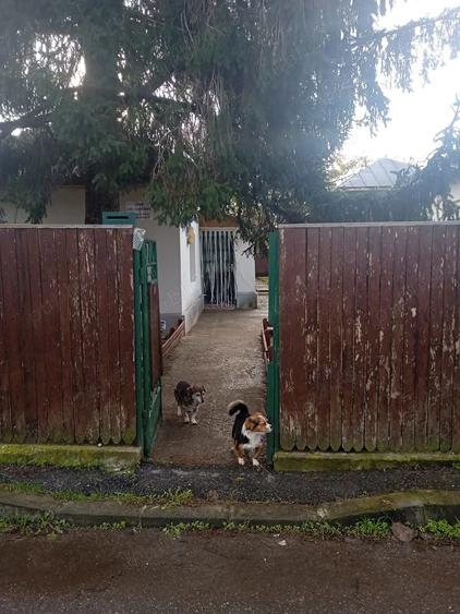 Casa locuibila situata in Giurgiu, Strada Pastorului Nr. 37. - 5