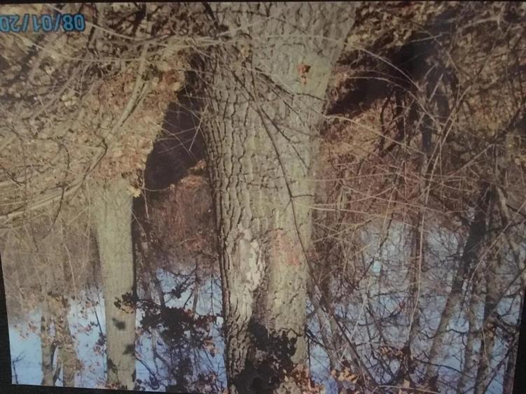 Teren forestier fag stejar - 1