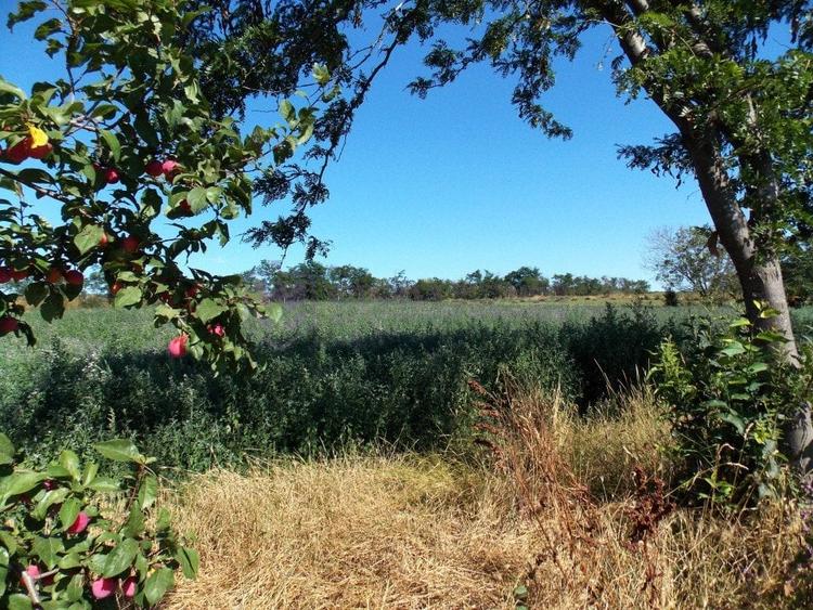 TUZLA - Teren intravilan 1000 mp, langa lacul Techirghiol! - 1