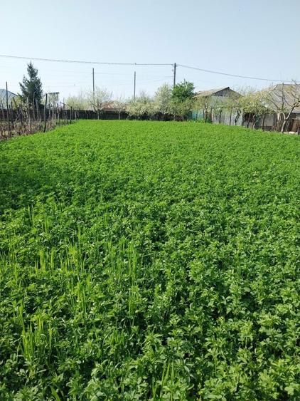 Vand casa ( teren 2.000 mp) in sat Pietrele, jud. Giurgiu - 8