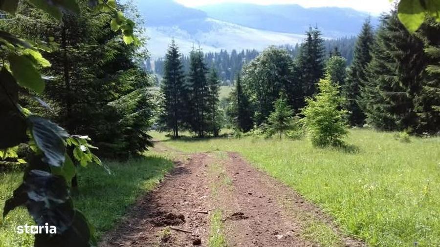 Padure cu teren 9.5 hectare investie forestiera avantajoasa - 7