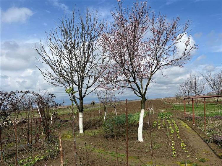 Belint, Casa, 4 Cam., 2.935 Mp. Teren - 28