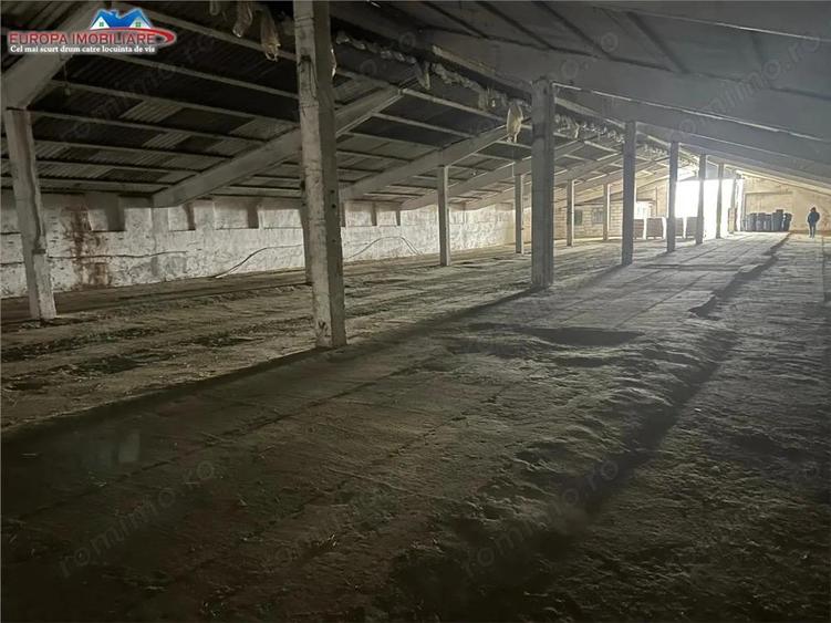 Hale de inchiriat localitatea M. Kogalniceanu Tulcea - 2