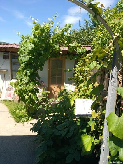 Case de vinzare confort apartament - 3