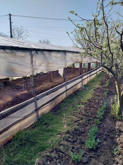Vand casa ( teren 2.000 mp) in sat Pietrele, jud. Giurgiu - 5