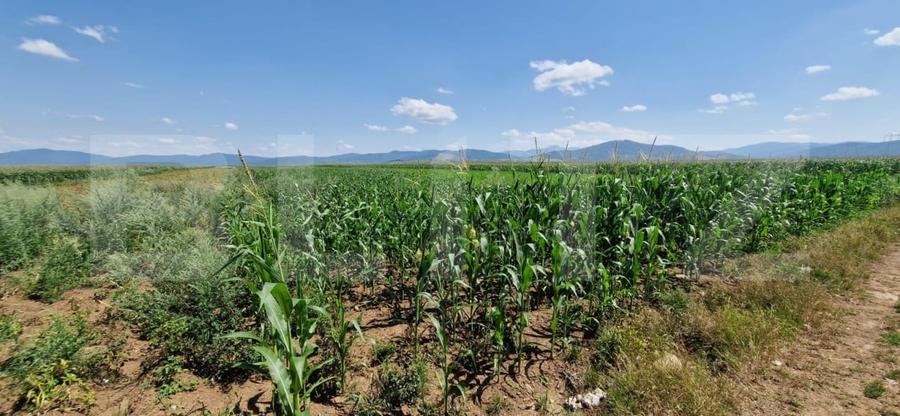 Teren Construcții extravilan de 10900 mp, în Florilor