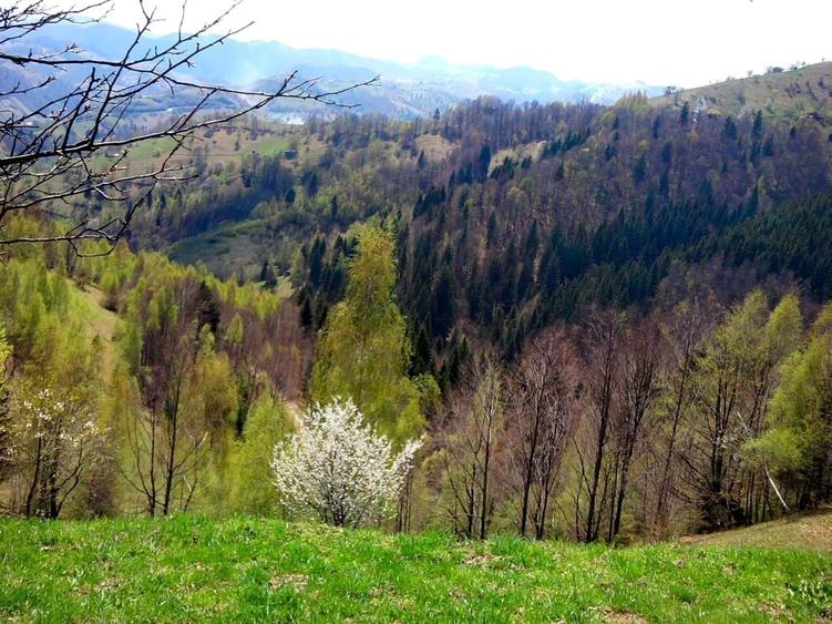 teren intravilan in zona Magura Bran - 21