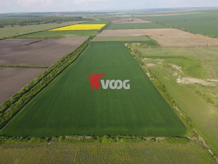 Teren extravilan 10 ha -Giarmata, langa nodul de autostrada - 3