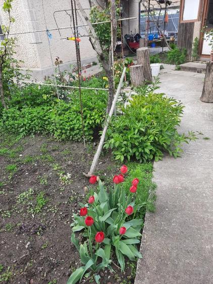 Teren de 266 mp, în Sfântu Gheorghe