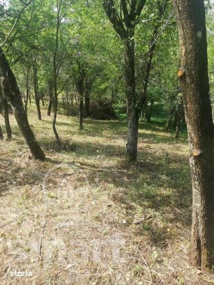 Teren de 5400 mp, în Sava