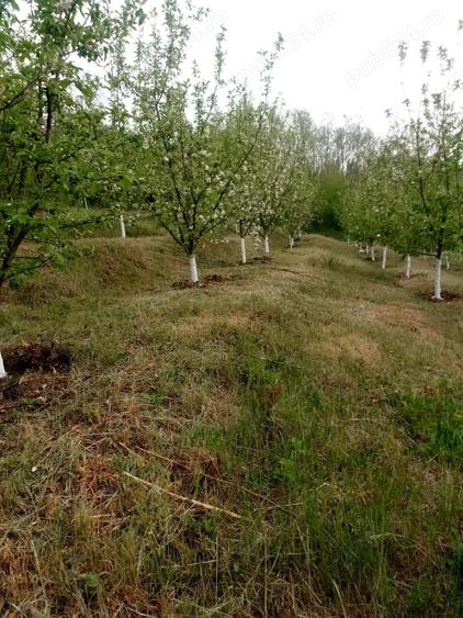 Teren de 3000 mp, în Odaia Manolache