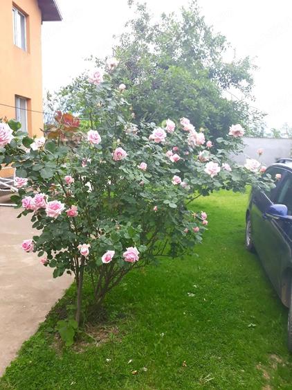 Casă cu Teren 1250 Mp în Brezoaele