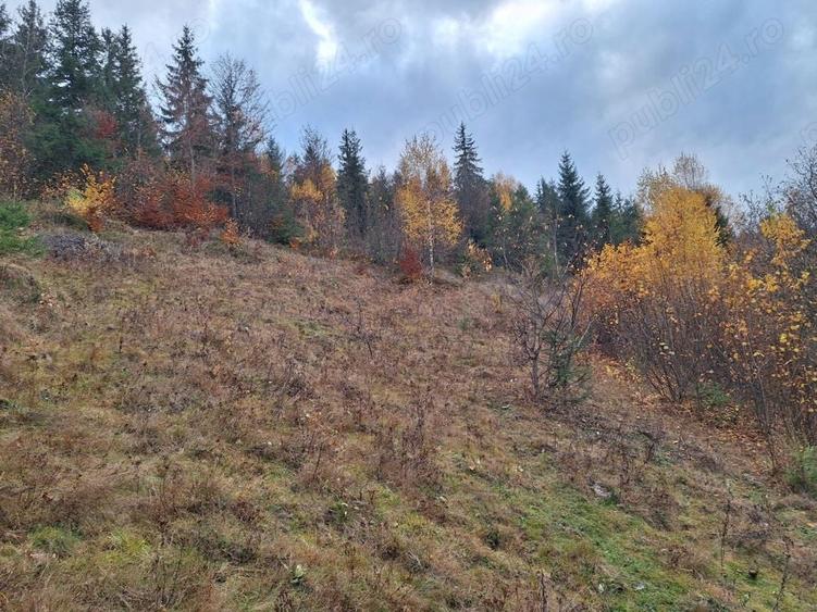 Teren de 1000 mp, în Fericet