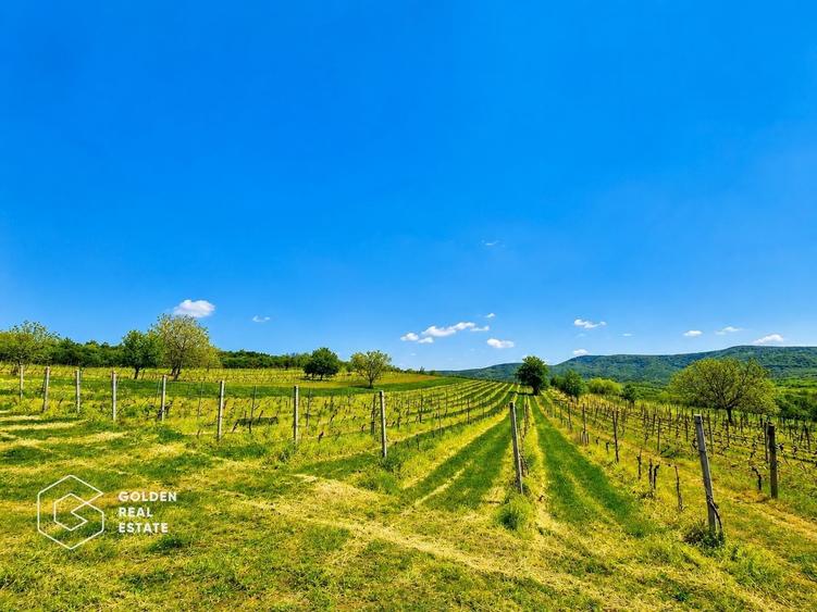 Teren agricol extravilan de 13439 mp, în Șiria