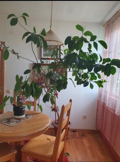 Apartament cu 3 camere decomandate Zona Ultracentrala - 5