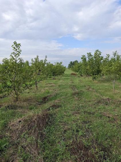 Casă cu Teren 20000 Mp în Siliștea