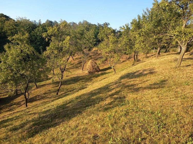 Teren de 600 mp, în Cicănești