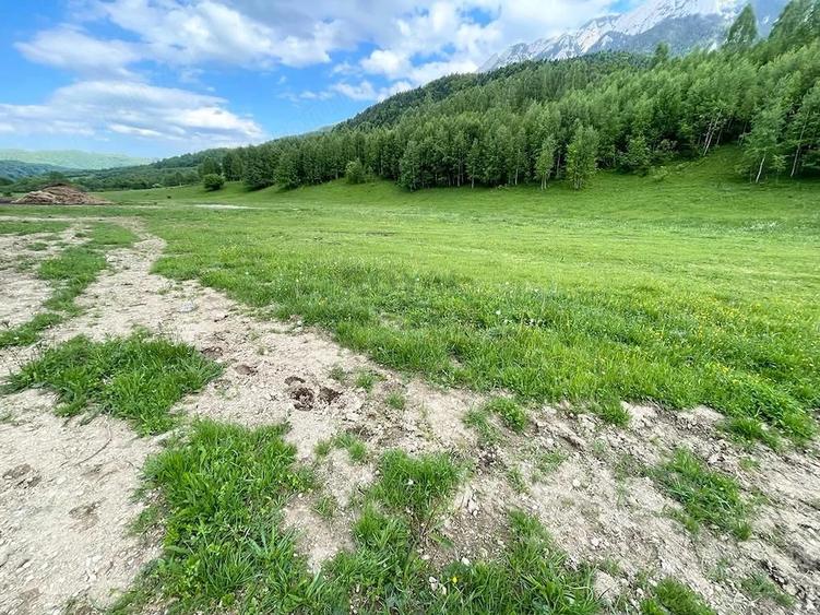 Teren de 12150 mp, în Plaiul Foii