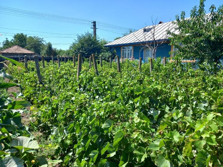 Casă individuală cu 4 camere cu Teren 3590 Mp în Colceag