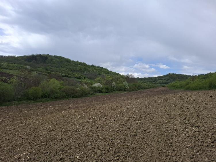 Teren agricol extravilan de 18175 mp, în Gușterița