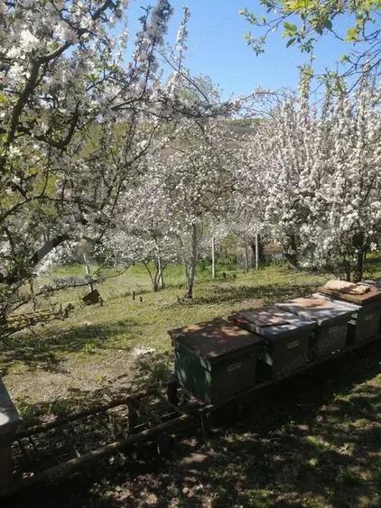 Casă cu 4 camere cu Teren 3200 Mp în Păingeni