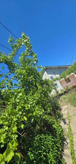 Casă individuală cu 5 camere cu Teren 2804 Mp în Bilciurești