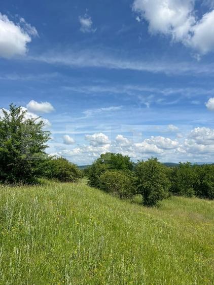 Teren agricol extravilan de 3000 mp, în Viișoara