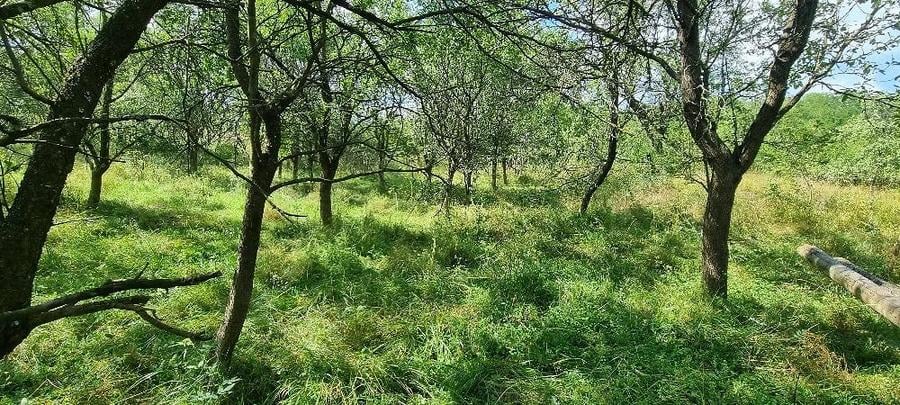 Casă cu 3 camere cu Teren 4437 Mp în Central