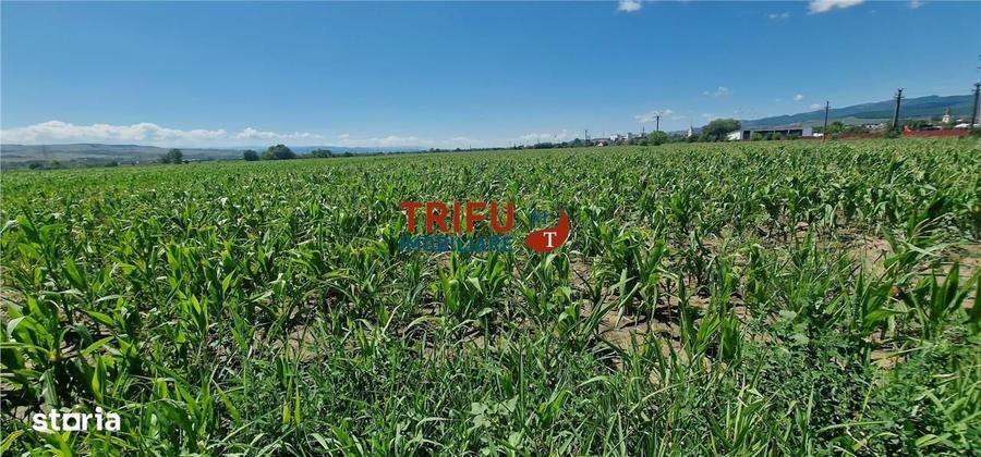 Teren de vanzare langa soseaua de centura, 5100 mp - 2