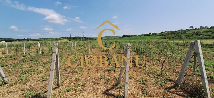 Teren agricol intravilan de 9000 mp, în Exterior Nord
