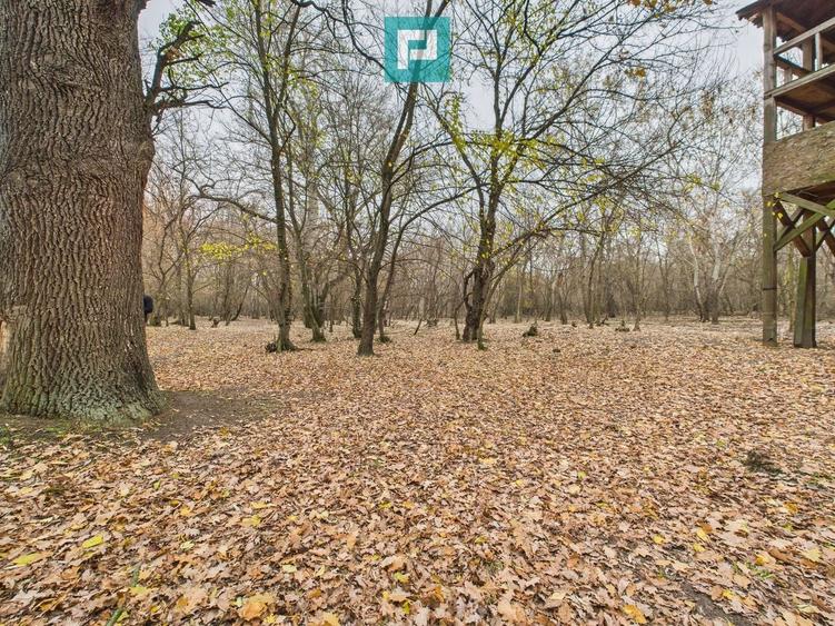 Teren extravilan de 5000 mp, în Periam