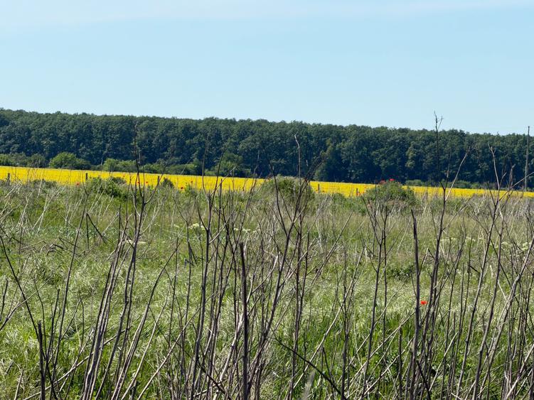 Teren de Vanzare- Magurele, Ilfov - 7