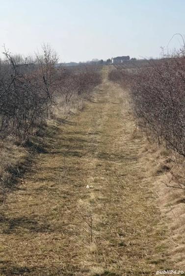 Teren de 60000 mp, în Plopu