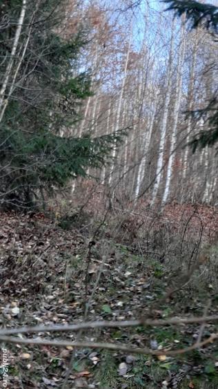 Teren de 21000 mp, în Molid
